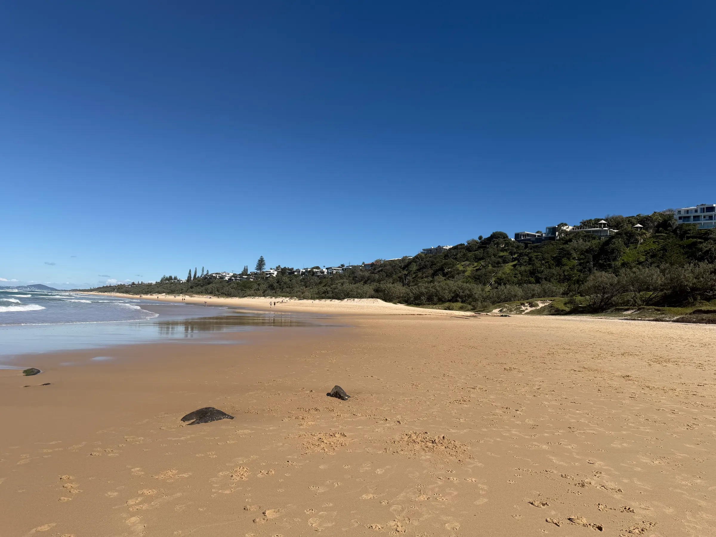 Sunshine Beach, Noosa, with homes set above the dunes and bushland, the Sunshine Beach buyers agent territory served by Vendee Property Buyers.